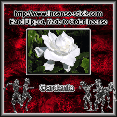 Gardenia - 100 Stick(average) Bundle.